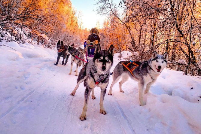 Half Day "Drive Your Own Dog Team" Dog Sledding Tour - The Experience’s Pacing and Duration