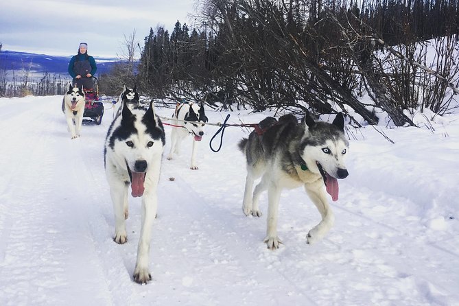 Half Day "Drive Your Own Dog Team" Dog Sledding Tour - Weather Considerations and What’s Included