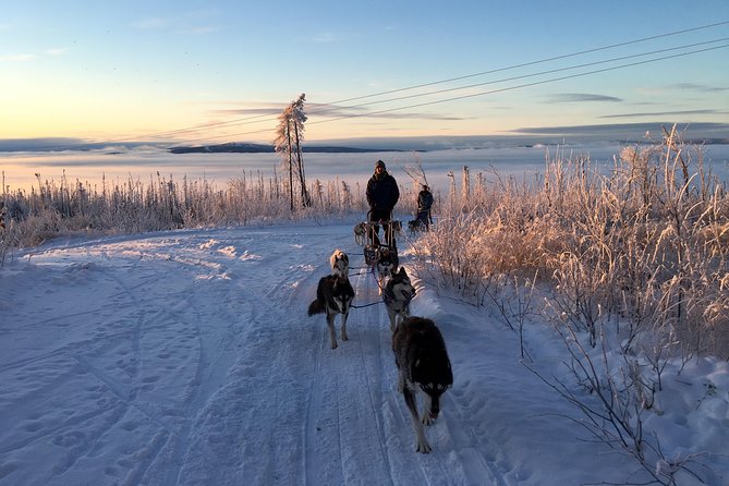 Half Day "Drive Your Own Dog Team" Dog Sledding Tour - Who Will Enjoy This Tour the Most?