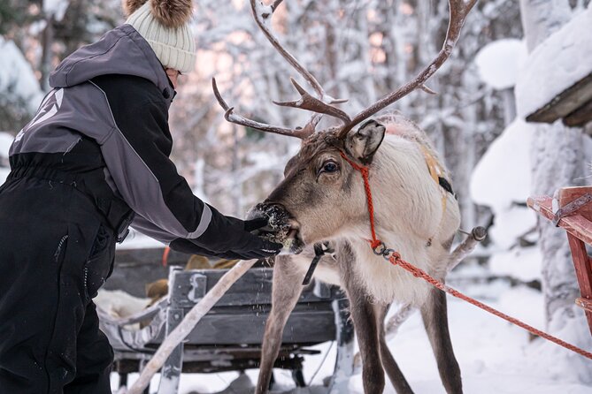 Half-Day Experience in Local reindeer farm in Lapland - The Photographic Experience and Post-Tour Photos