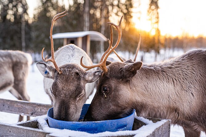 Half-Day Experience in Local reindeer farm in Lapland - Warm Hospitality and Local Snacks