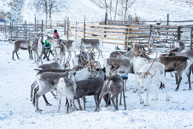 Half-Day Experience in Local reindeer farm in Lapland - Ease of Logistics: Pickup, Drop-Off, and Small Groups