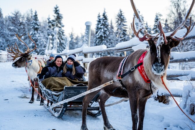 Half-Day Experience in Local reindeer farm in Lapland - What Sets This Tour Apart from Others