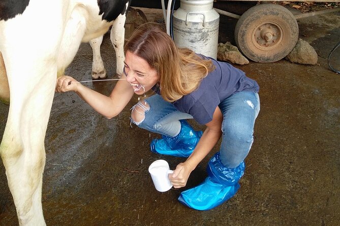 Half-Day Farm Visit and Cow Milking Experience - The Meeting Point and Start Time