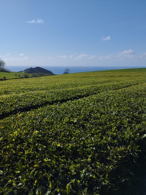 Half Day Fire Lake, Pineapple & Tea by SUV - Exclusive SUV Access for Better Views and Comfort