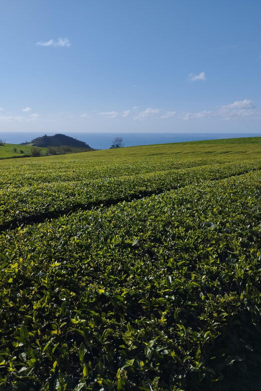 Half Day Fire Lake, Pineapple & Tea by SUV - Pineapple Plantations and Tasting Experiences