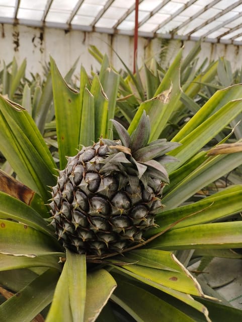 Half Day Fire Lake, Pineapple & Tea by SUV - Inclusions and Practical Details