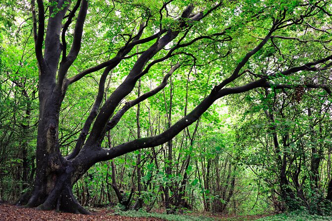 Half-day Forest Bathing and Yoga in Brighton's Woodlands - The Food, Equipment, and Practical Tips