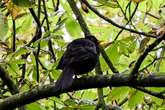 Half-day Forest Bathing and Yoga in Brighton's Woodlands - The Experiences Suitability and Group Atmosphere