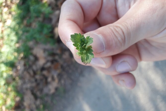 Half Day Gastronomic Wild Walk in Girona - The Unique Focus on Gastronomic and Medicinal Plants