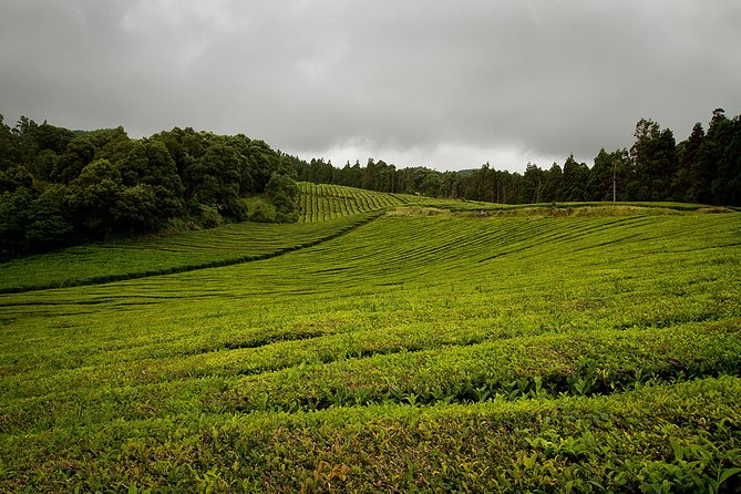 Half day Gorreana - Pedestrian Walk and Tea Tasting (Min. 2 persons) - Explore Europe’s Only Tea Factory on a Scenic Walk and Tasting
