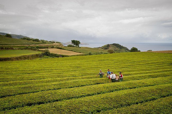 Half day Gorreana - Pedestrian Walk and Tea Tasting (Min. 2 persons) - Key Points