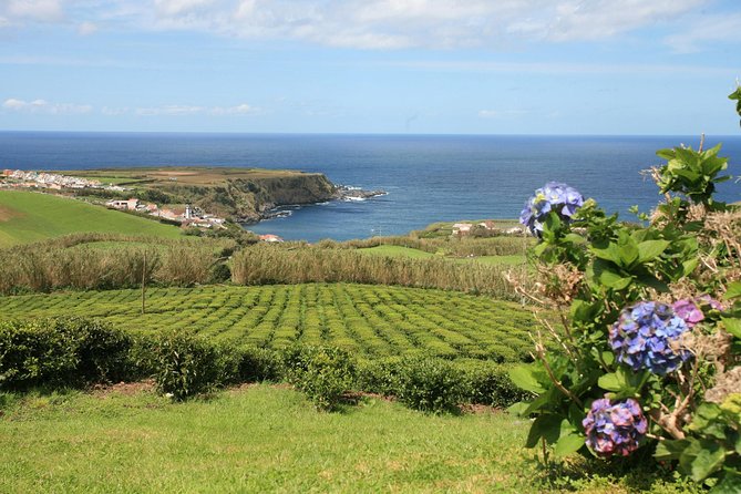 Half day Gorreana - Pedestrian Walk and Tea Tasting (Min. 2 persons) - Guided Tour of the Gorreana Factory