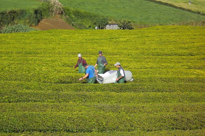 Half day Gorreana - Pedestrian Walk and Tea Tasting (Min. 2 persons) - The Tea Tasting Experience and Traditional Biscuits