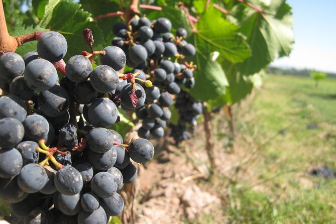 Half-Day Gramma Wine Tasting Tour in Iasi - The Sum Up: Why This Tour Works for You
