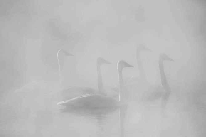 Half-Day Grand Teton Wildlife Private Safari Tour - Wildlife Viewing at the National Elk Refuge