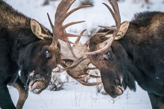 Half-Day Grand Teton Wildlife Private Safari Tour - Wildlife Focus and Viewing Conditions