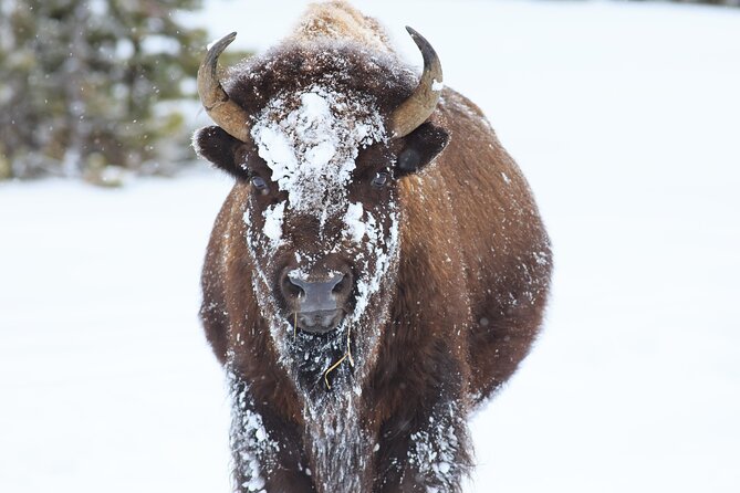 Half-Day Grand Teton Wildlife Private Safari Tour - Included Amenities and Practical Details