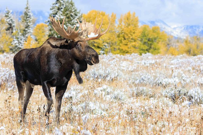 Half Day Grand Teton Wildlife Safari Tour - Key Points