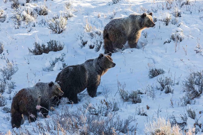 Half Day Grand Teton Wildlife Safari Tour - Guides and Their Expertise
