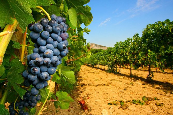 Half Day Great Vineyard Tour from Avignon - Key Points