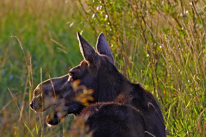 Half Day Group Sunrise Wildlife Safari - The Iconic Stops: Jenny Lake, Oxbow Bend, and Mormon Row