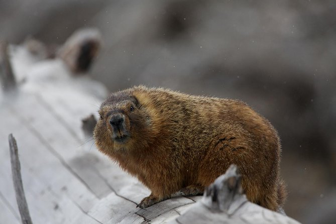 Half Day Group Sunrise Wildlife Safari - What’s Included and What to Bring