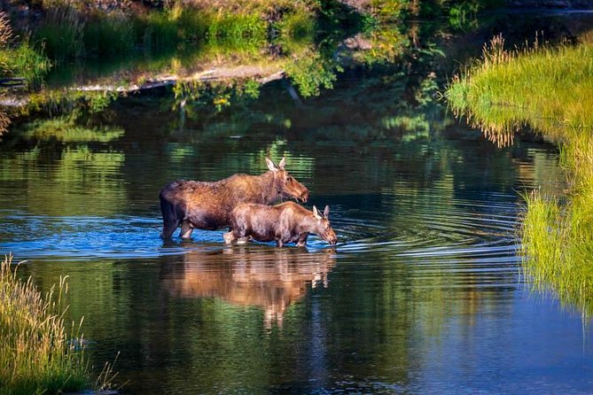 Half Day Group Sunset Wildlife Safari - Physical Requirements and Accessibility
