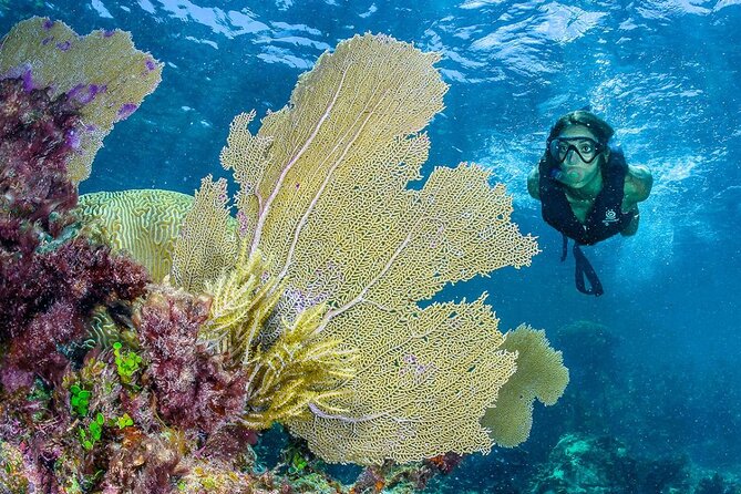 Half Day Guided Snorkeling Adventure in Puerto Morelos - Snorkeling Equipment and Lockers for Convenience