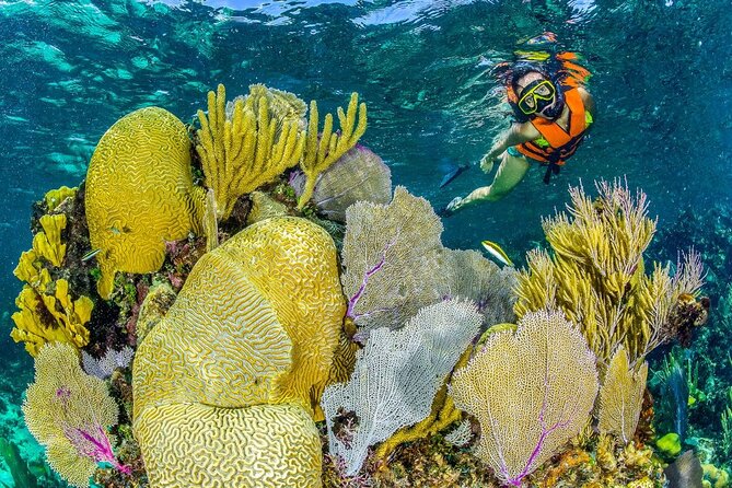 Half Day Guided Snorkeling Adventure in Puerto Morelos - Caveats and Potential Challenges