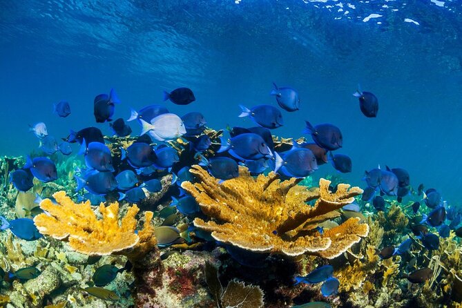 Half Day Guided Snorkeling Adventure in Puerto Morelos - Tour Guides and Their Role