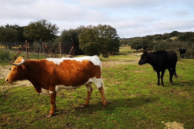 Half-Day Guided Tour to a bull farm in Madrid - Key Points