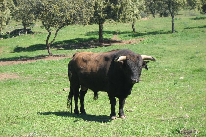 Half-Day Guided Tour to a bull farm in Madrid - Practical Details: Meeting Points, Timing, and Accessibility