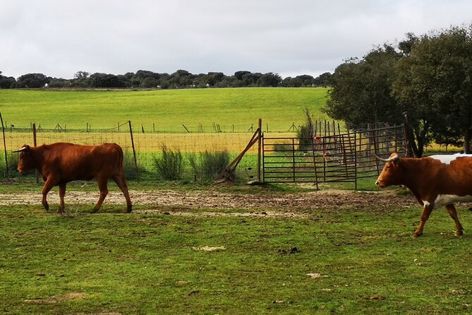 Half-Day Guided Tour to a bull farm in Madrid - Why This Tour Stands Out in Madrid