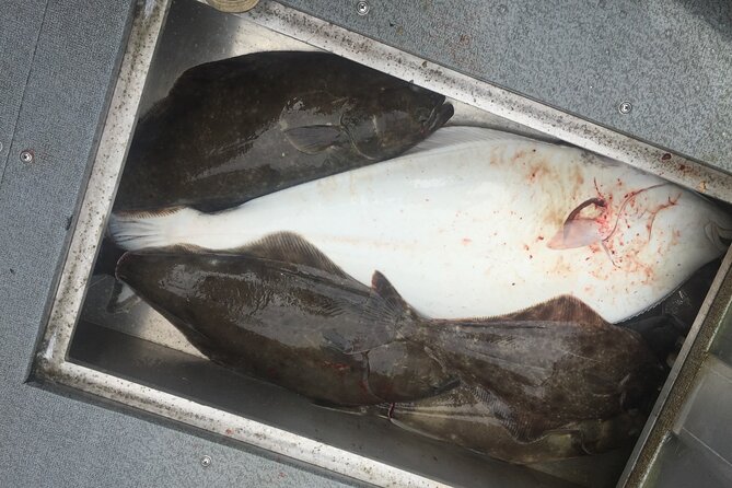 Half Day Halibut Fishing - Flexibility to Ship or Release Your Catch