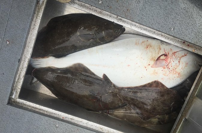 Half Day Halibut Fishing - Weather and Cancellation Policies for Peace of Mind