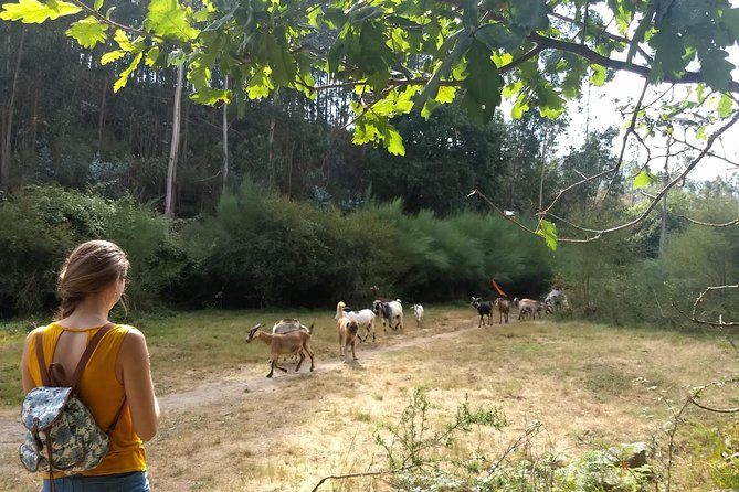 Half-day Hike & Picnic with Dog Love in Porto's Mountains - The Return to Sao Bento Station and Easy Logistics