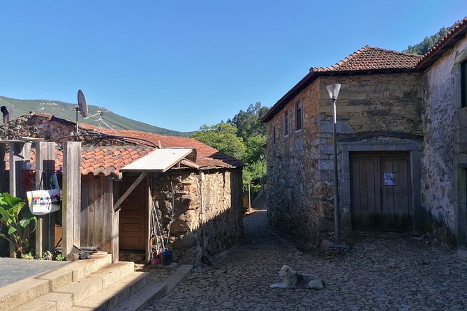 Half-day Hike & Picnic with Dog Love in Porto's Mountains - Suitability and Physical Requirements