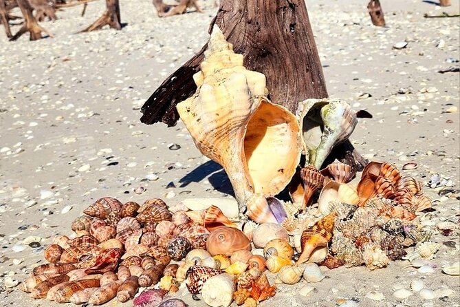 Half Day Keewaydin Shelling and Beach Adventure (Private) - Private Shelling Adventure in Naples for Up to Six Guests