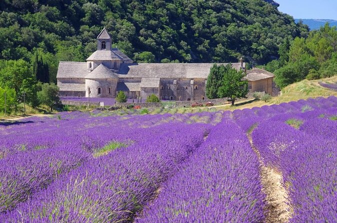 Half Day Lavender Road in Sault from Avignon - Key Points