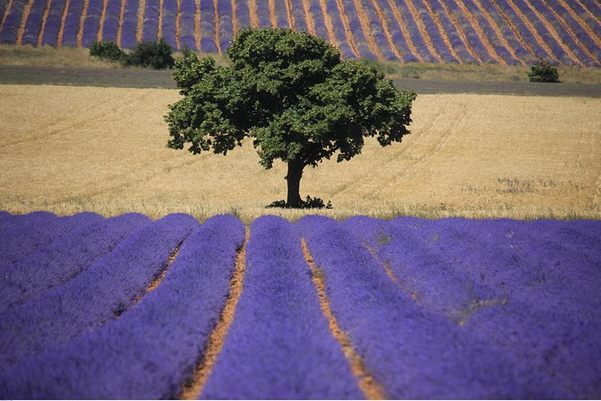 Half Day Lavender Road in Sault from Avignon - The Role of the Guides and the Tours Personal Touch