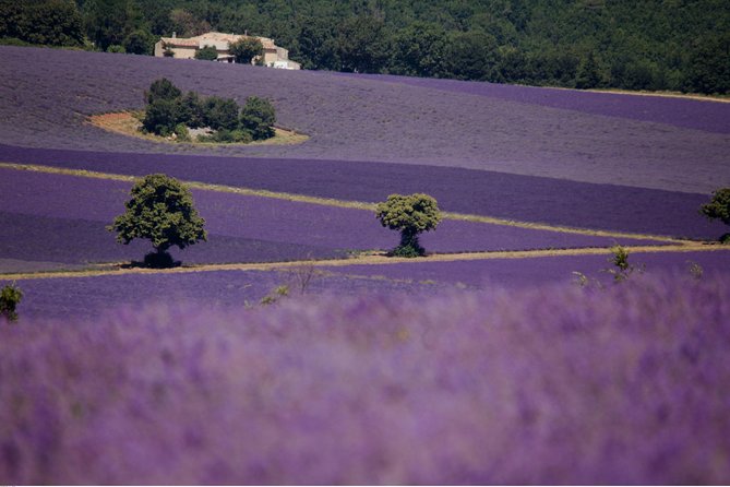 Half Day Lavender Road in Sault from Avignon - The Experience’s Pacing and Tour Structure