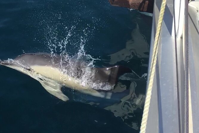 Half-Day Luxury Catamaran Sailing Cruise in Granada - Water Activities at the Anchor Point