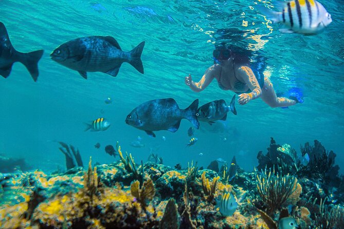 Half-Day Luxury Sailing in Puerto Morelos with Open Bar - Water Activities and Sunbathing Options