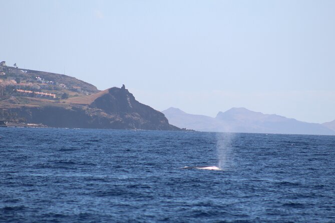 Half Day Madeira Island Cruise with Lunch - Madeira’s Coastal Beauty on a Comfortable Boat Ride