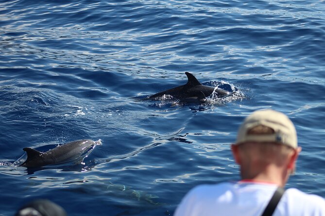 Half Day Madeira Island Cruise with Lunch - Whale and Dolphin Spotting in Madeira’s Waters