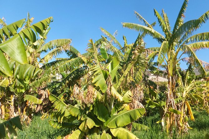 Half-Day Malaga Small-Group Hiking and Snorkeling Tour - Return to Malaga City Center and Overall Timing