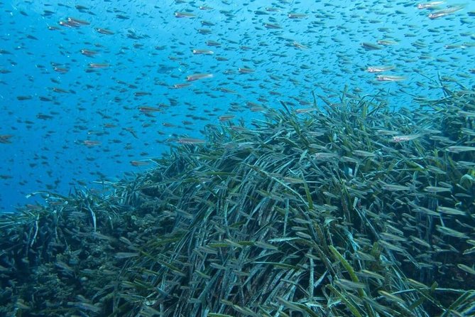 Half-Day Malaga Small-Group Hiking and Snorkeling Tour - Limitations and Considerations