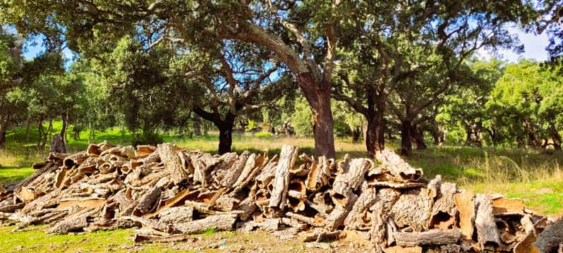 Half-Day Mountain Jeep Safari with firewater tasting - Tasting Honey, Melosa, and Medronho at a Local Distillery