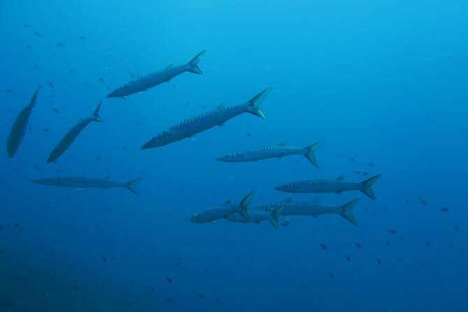 Half Day of Snorkeling and a Swim on Elba Island - Ortano Bay: Calm Waters and Marine Biodiversity